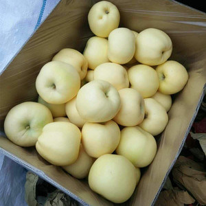Fresh Tasty Golden Apples New Crop