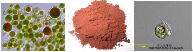 2% Astaxanthin Powder Natural Astaxanthin Oleoresin for Skin Care