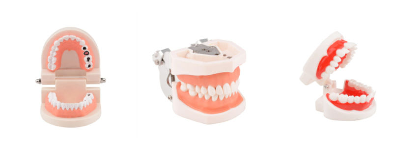 Animal Dental Rabbit Teeth Dentition Model,Transparent Rabbit Teeth Model