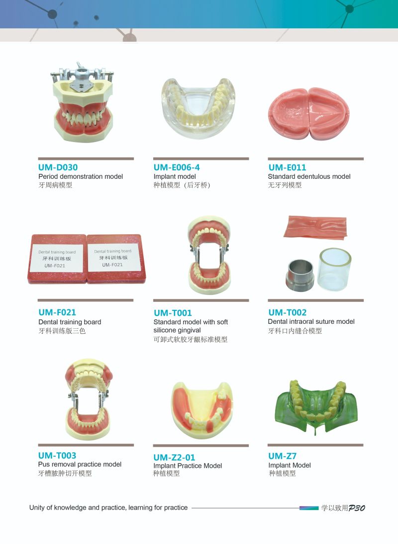 Dental Teeth Model Pathologies Model Primary Teeth Model