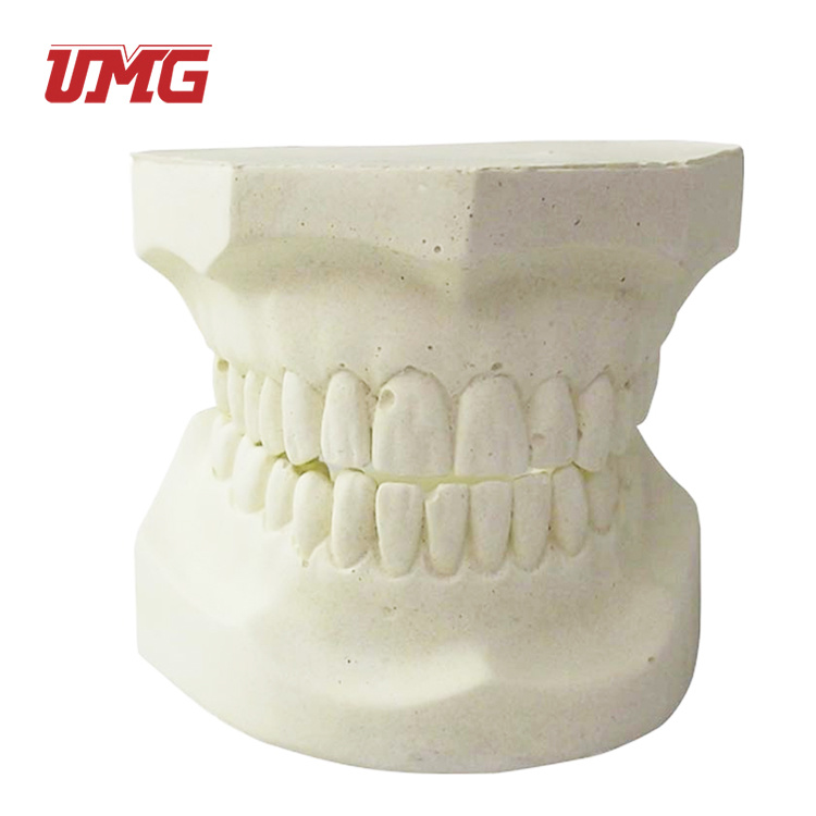 Standard Dental Teeth Model/Standard Holostomatous Model/White Alundum Teeth Model