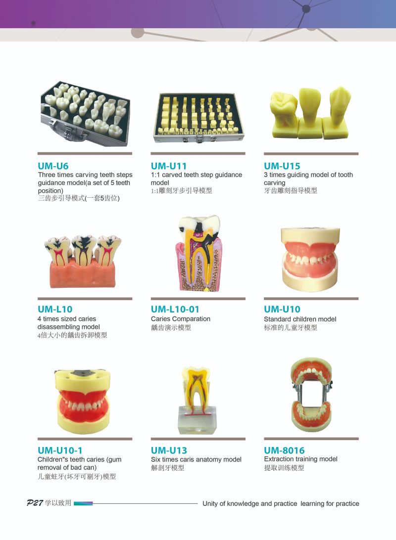 Popular Plastic Pathologic Dental Model Implant Tooth