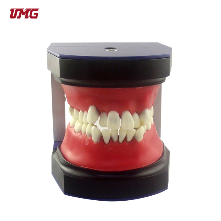 Popular Plastic Pathologic Dental Model Implant Tooth