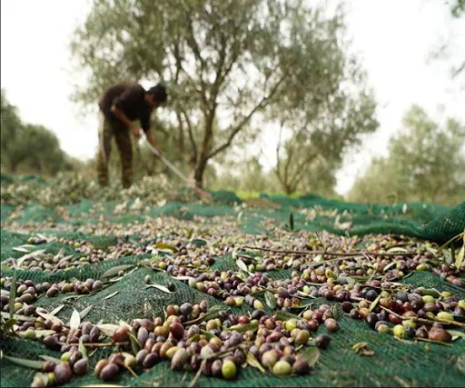 Plastic Olive Harvest Fruit Catching Net