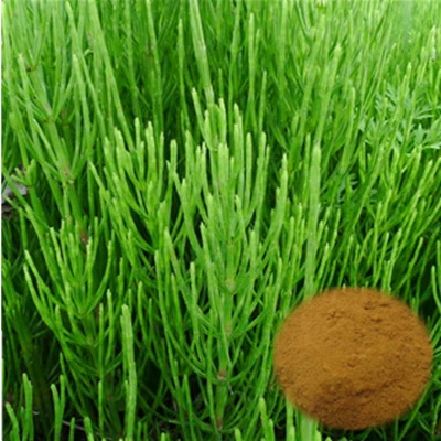 Organic 7% Organic Silica Horsetail Extract