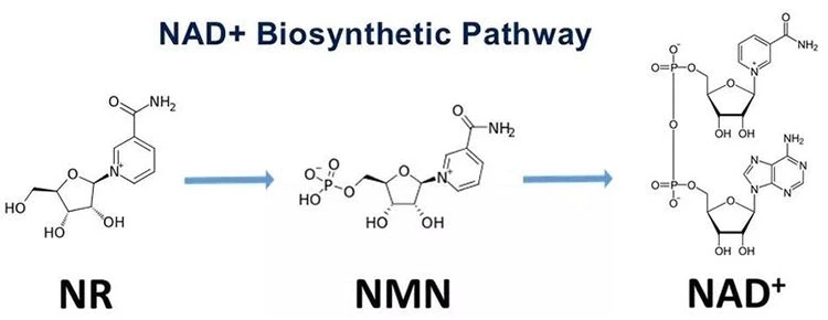 Pharmaceutical Grade Bulk Nad Power, Nad in Bulk, Lyophilized Nad Powder