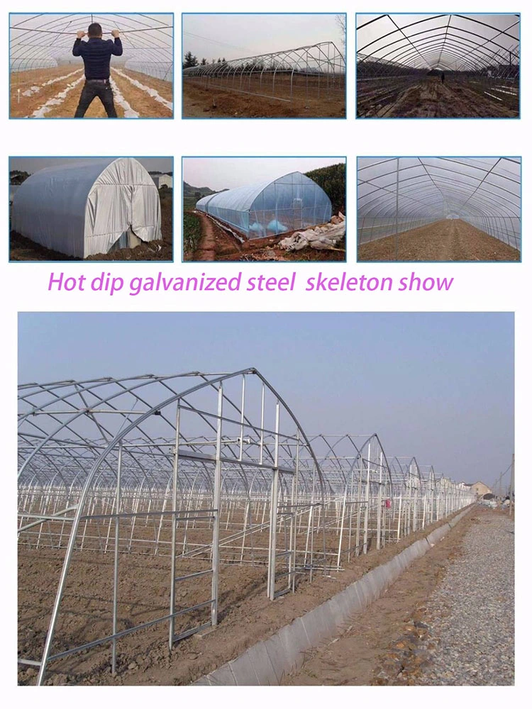 Large Agricultural Import Greenhouse for Tomato Planting