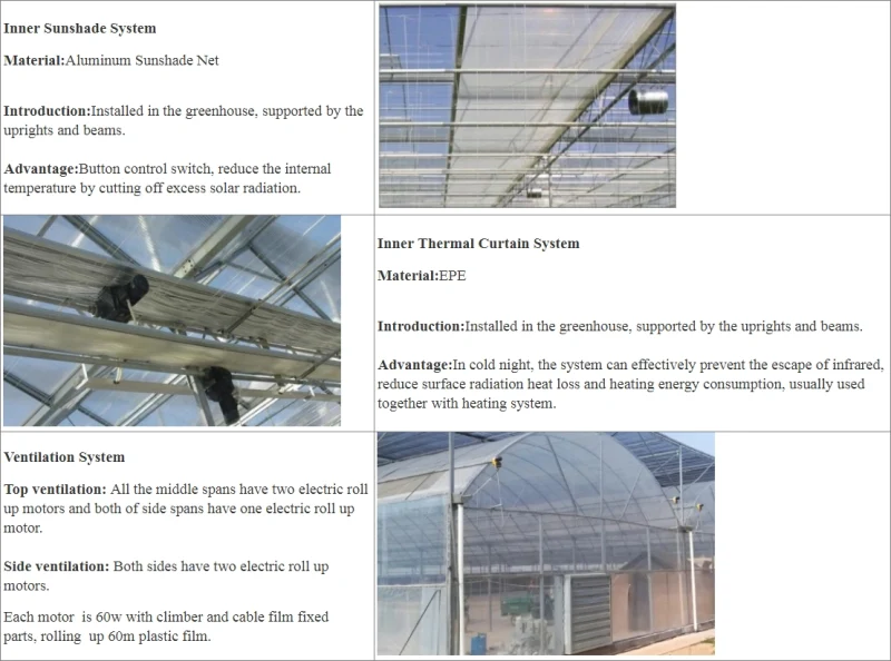 Large Size Multi-Span Plastic Film Greenhouse for Tomato Strawberry