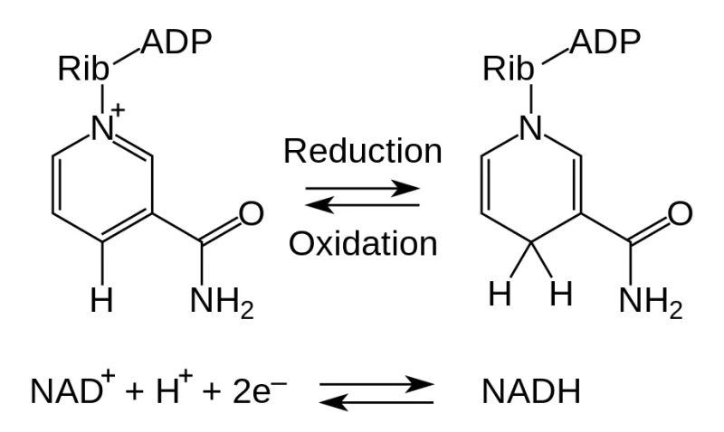 Pharmaceutical Grade Bulk Nad Power, Nad in Bulk, Lyophilized Nad Powder