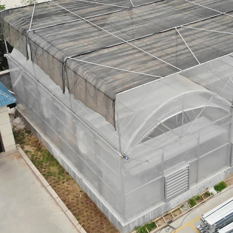 Large Agricultural Import Greenhouse for Tomato Planting