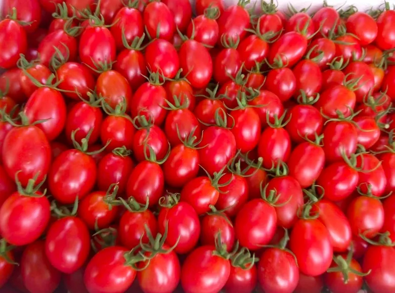 Wholesale Fresh Organic Red Tomatoes or Fresh Green Tomatoes