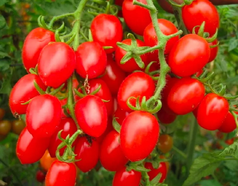 Wholesale Fresh Organic Red Tomatoes or Fresh Green Tomatoes