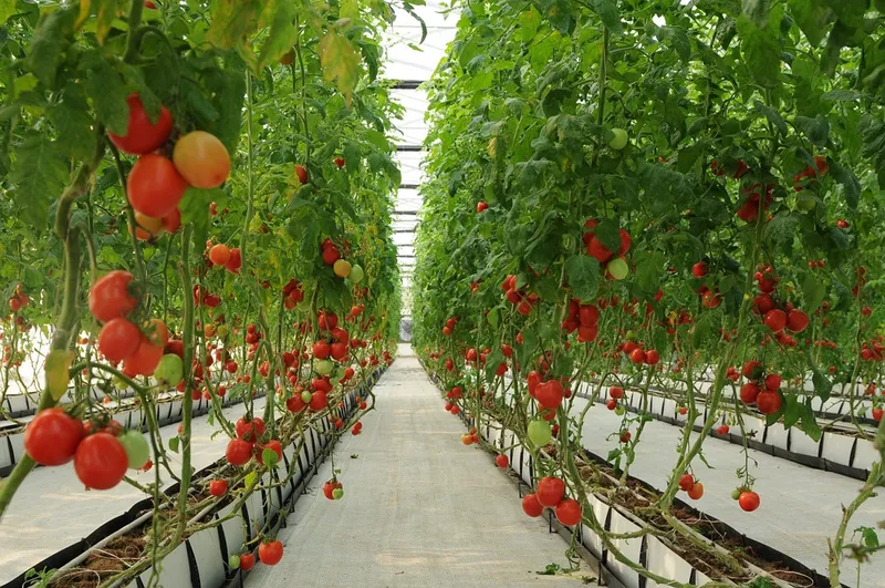 Fresh Farm Tomatoes, Fresh Organic Tomatoes for Sale!