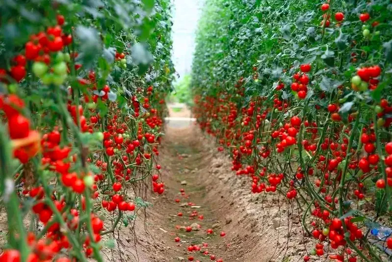 Wholesale Fresh Organic Red Tomatoes or Fresh Green Tomatoes