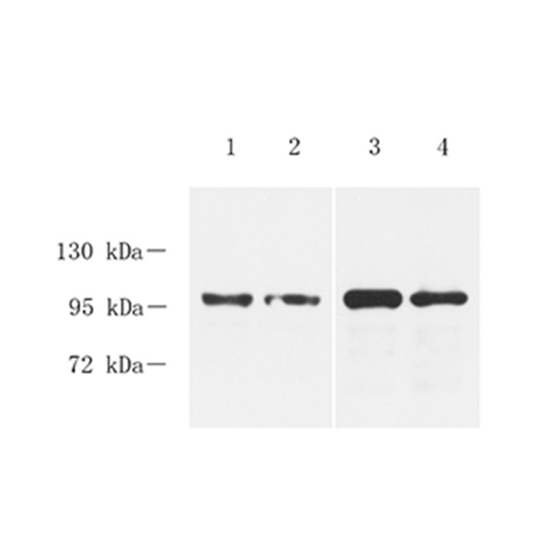 Anti -Synaptopodin Primary Polyclonal Antibody