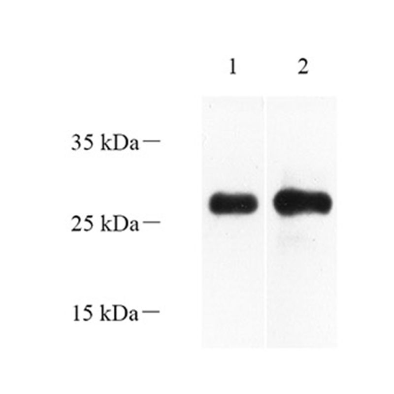 Anti -Myelin Protein Zero Rabbit Polyclonal Primary Antibodies