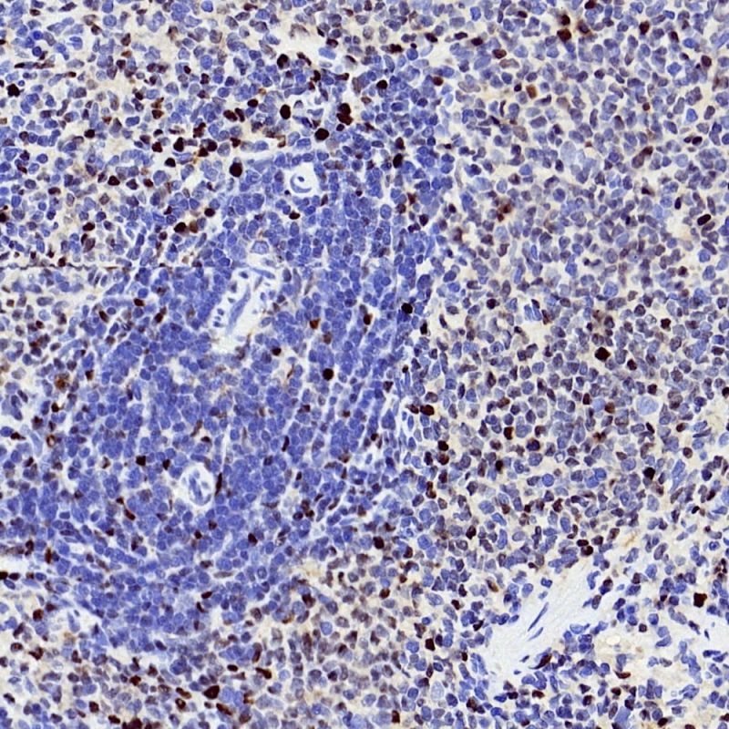 Anti -Pcna Rabbit Polyclonal Primary Antibody