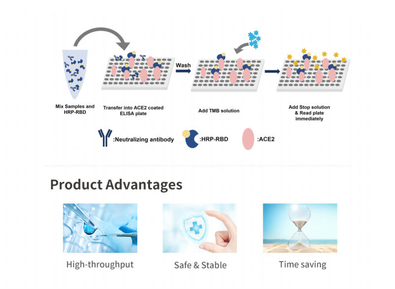 Caspase 9 Antibody/Elisa Antibody/Elisa Test Kits