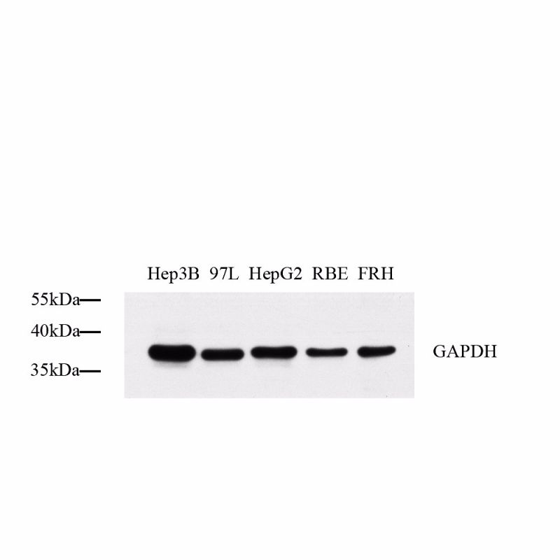 Anti -Gapdh Rabbit Polyclonal Antibody