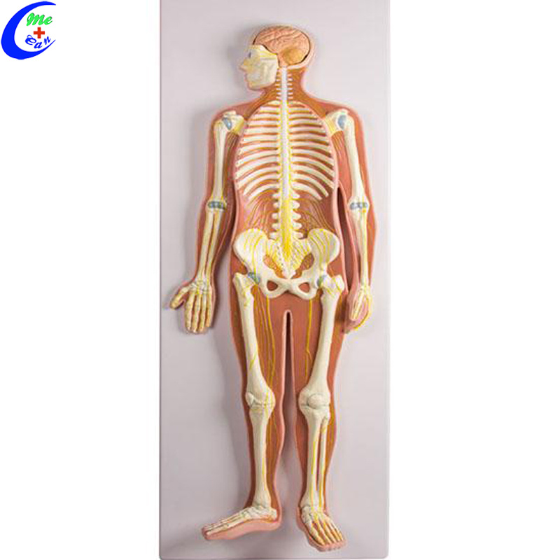 Human Anatomy Nervous System Model