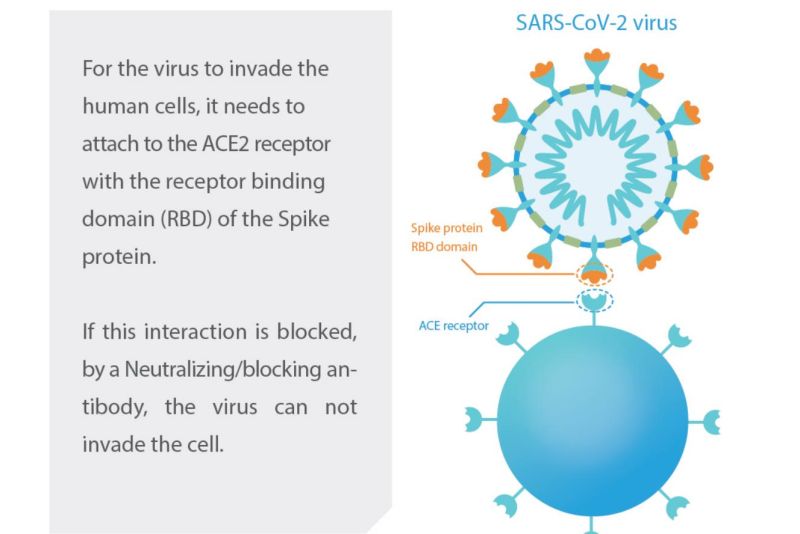 Rapid Neutralizing Antibody Detection Testing for Coving 2019 Virus