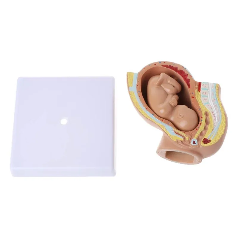 Foetus Pregnancy Human Pregnancy Fetal Development Medical Model
