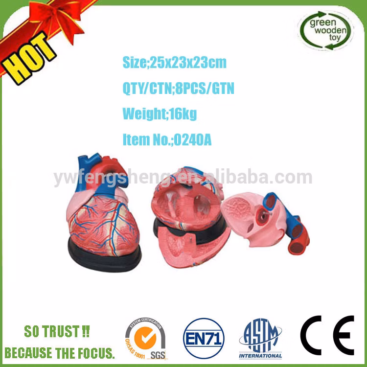 Foetus Pregnancy Human Pregnancy Fetal Development Medical Model