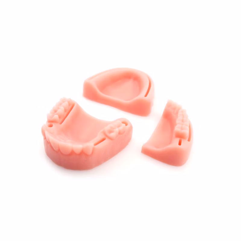 Foetus Pregnancy Human Pregnancy Fetal Development Medical Model