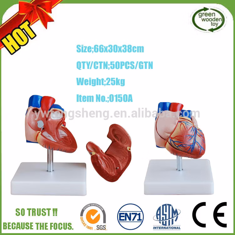 Foetus Pregnancy Human Pregnancy Fetal Development Medical Model