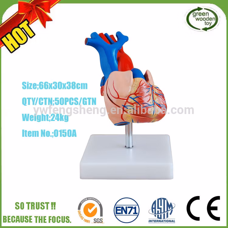 Foetus Pregnancy Human Pregnancy Fetal Development Medical Model