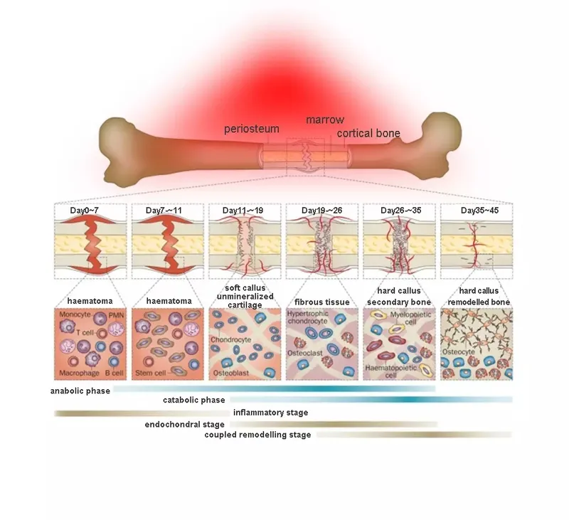 Photomodulation Body Fat Burning Infrared Red LED Light Therapy Panels