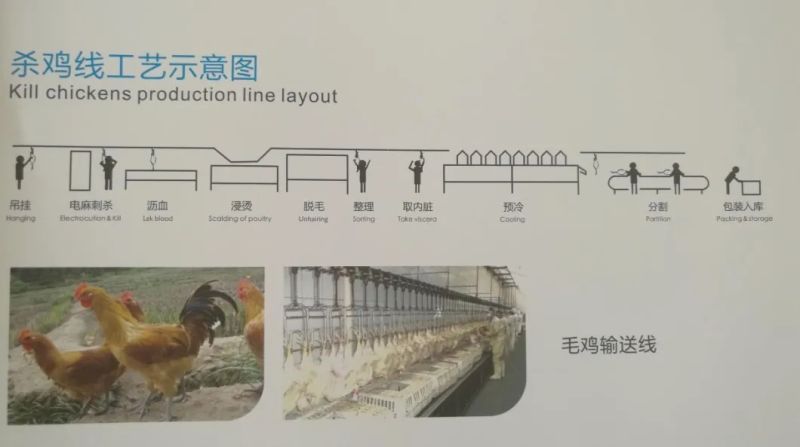 2000bph Poultry Farms Chicken Slaughter Equipment for Sale