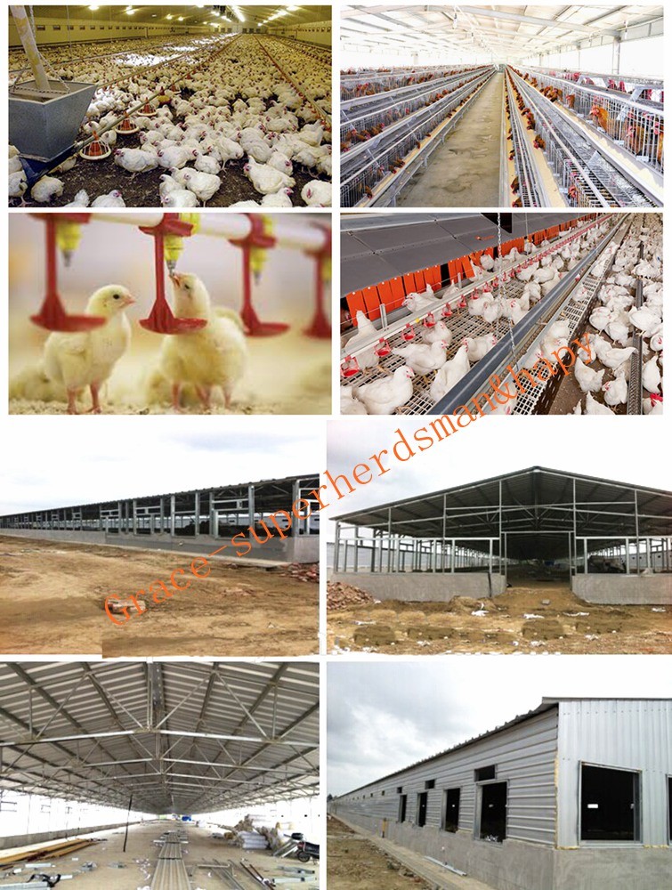 Steel Structure Poultry Breeding House with Full Set Production Equipment