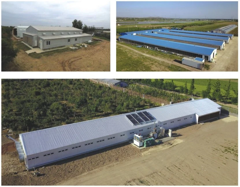 Hot Sale Prefabricated Construction Steel Structure Chicken Poultry Shed Farm Building House Shed for 10000 Chickens